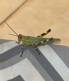 Saltamontes gigante sudamericano